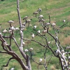 Threskiornis molucca at Jerrabomberra, ACT - 27 Jan 2022 12:09 PM