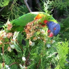 Trichoglossus moluccanus (Rainbow Lorikeet) at Macarthur, ACT - 27 Jan 2022 by RodDeb