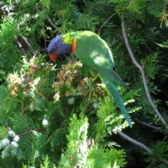 Trichoglossus moluccanus at Macarthur, ACT - 27 Jan 2022