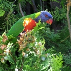 Trichoglossus moluccanus at Macarthur, ACT - 27 Jan 2022