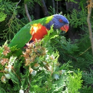 Trichoglossus moluccanus at Macarthur, ACT - 27 Jan 2022