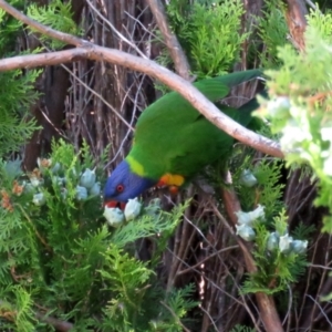 Trichoglossus moluccanus at Macarthur, ACT - 27 Jan 2022