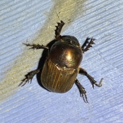 Onitis sp. (genus) (Onitis dung beetle) at Numeralla, NSW - 27 Jan 2022 by SteveBorkowskis