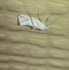 Heliocosma argyroleuca at Numeralla, NSW - suppressed