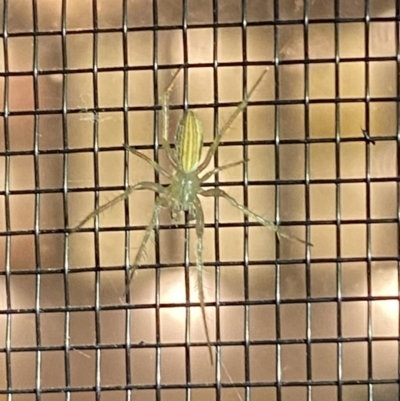 Oxyopes (genus) (Lynx spider) at Numeralla, NSW - 27 Jan 2022 by SteveBorkowskis