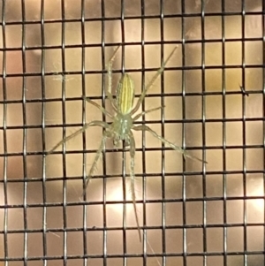 Unidentified Spider (Araneae) (TBC) at suppressed by Steve_Bok