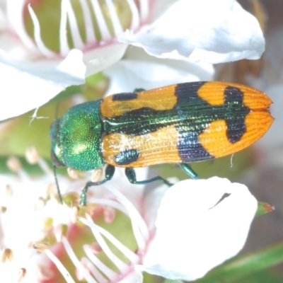 Castiarina scalaris (Scalaris jewel beetle) at Gibraltar Pines - 25 Jan 2022 by Harrisi