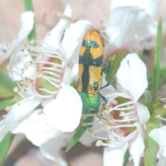 Castiarina scalaris at Paddys River, ACT - 25 Jan 2022