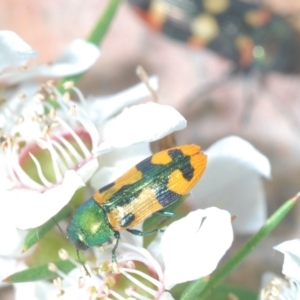 Castiarina scalaris at Paddys River, ACT - 25 Jan 2022