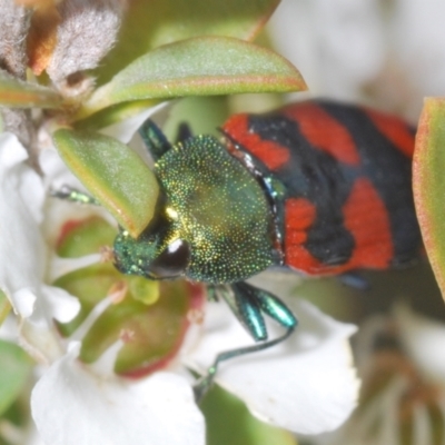 Castiarina delectabilis (A jewel beetle) at Gibraltar Pines - 25 Jan 2022 by Harrisi