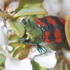 Castiarina delectabilis (A jewel beetle) at Gibraltar Pines - 25 Jan 2022 by Harrisi