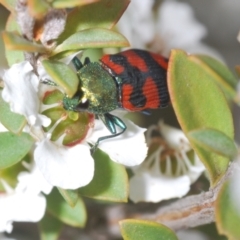 Castiarina delectabilis at Paddys River, ACT - 25 Jan 2022