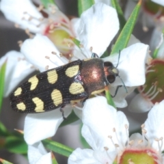 Castiarina decemmaculata (Ten-spot Jewel Beetle) at Gibraltar Pines - 25 Jan 2022 by Harrisi