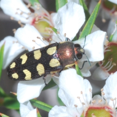 Castiarina decemmaculata (Ten-spot Jewel Beetle) at Gibraltar Pines - 25 Jan 2022 by Harrisi