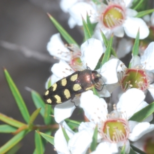 Castiarina decemmaculata at Paddys River, ACT - 25 Jan 2022