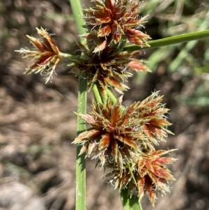 Cyperus lhotskyanus at Tennent, ACT - 27 Jan 2022 03:58 PM