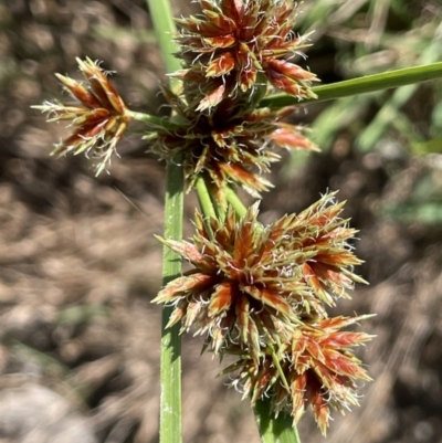 Cyperus lhotskyanus (A Sedge) at Tennent, ACT - 27 Jan 2022 by JaneR