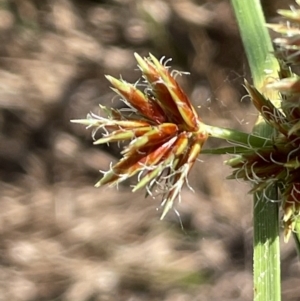 Cyperus lhotskyanus at Tennent, ACT - 27 Jan 2022 03:58 PM