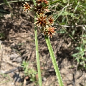 Cyperus lhotskyanus at Tennent, ACT - 27 Jan 2022 03:58 PM