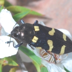 Castiarina australasiae (A jewel beetle) at Paddys River, ACT - 25 Jan 2022 by Harrisi