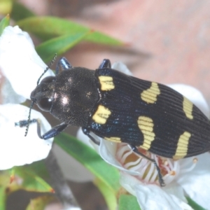 Castiarina australasiae at Paddys River, ACT - 25 Jan 2022 11:30 PM