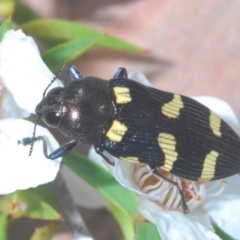 Castiarina australasiae (A jewel beetle) at Gibraltar Pines - 25 Jan 2022 by Harrisi