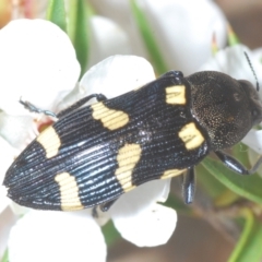 Castiarina australasiae at Paddys River, ACT - 25 Jan 2022 11:30 PM