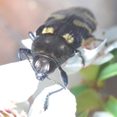 Castiarina australasiae at Paddys River, ACT - 25 Jan 2022