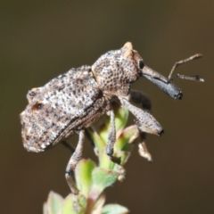 Orthorhinus cylindrirostris (Elephant Weevil) at Gibraltar Pines - 25 Jan 2022 by Harrisi