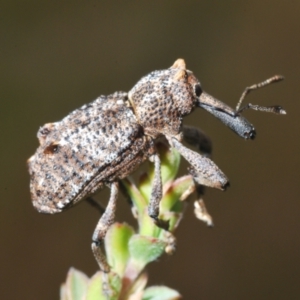 Orthorhinus cylindrirostris at Paddys River, ACT - 25 Jan 2022