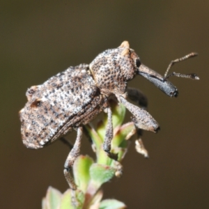 Unidentified Weevil (Curculionoidea) (TBC) at suppressed by Harrisi