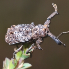 Orthorhinus cylindrirostris at Paddys River, ACT - 25 Jan 2022