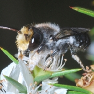 Megachile lucidiventris at Paddys River, ACT - 25 Jan 2022 04:09 PM