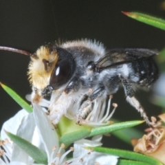 Megachile lucidiventris (Resin bee, Megachilid bee) at Gibraltar Pines - 25 Jan 2022 by Harrisi