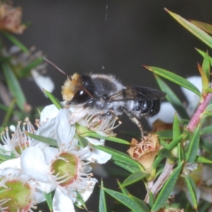 Megachile lucidiventris at Paddys River, ACT - 25 Jan 2022 04:09 PM