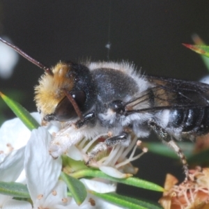 Megachile lucidiventris at Paddys River, ACT - 25 Jan 2022