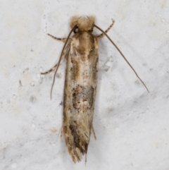 Moerarchis inconcisella at Melba, ACT - 8 Nov 2021 10:04 PM