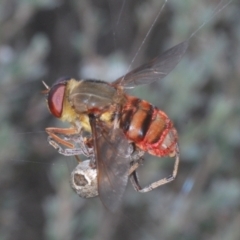 Pelecorhynchus rubidus (Ruby pelecorhynid) at Gibraltar Pines - 25 Jan 2022 by Harrisi