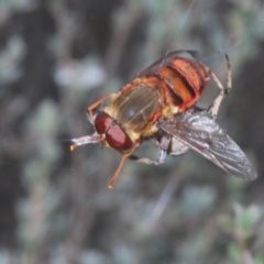 Pelecorhynchus rubidus at Paddys River, ACT - 25 Jan 2022 05:52 PM