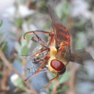 Pelecorhynchus rubidus at Paddys River, ACT - 25 Jan 2022 05:52 PM