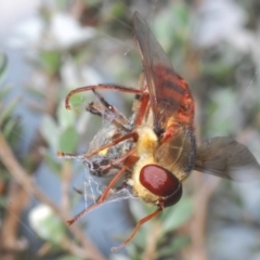 Pelecorhynchus rubidus at Paddys River, ACT - 25 Jan 2022