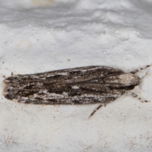 Ardozyga undescribed species nr amblopis at Melba, ACT - 8 Nov 2021