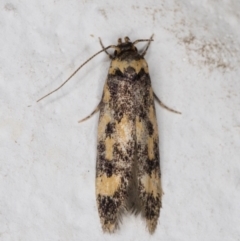 Barea (genus) (A concealer moth) at Melba, ACT - 8 Nov 2021 by kasiaaus