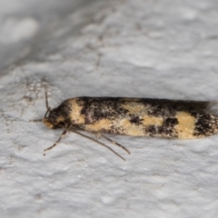 Barea (genus) at Melba, ACT - 8 Nov 2021