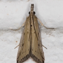 Faveria tritalis (Couchgrass Webworm) at Melba, ACT - 8 Nov 2021 by kasiaaus