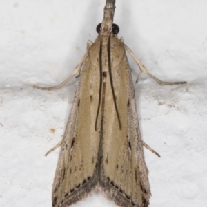 Faveria tritalis at Melba, ACT - 8 Nov 2021 11:37 PM