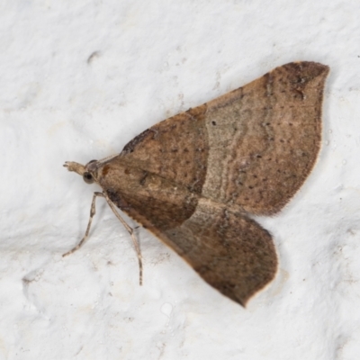 Anachloris uncinata (Hook-winged Carpet (Larentiinae)) at Melba, ACT - 8 Nov 2021 by kasiaaus