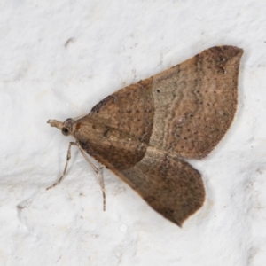 Chrysolarentia mecynata (Mecynata Carpet Moth) at Melba, ACT by kasiaaus