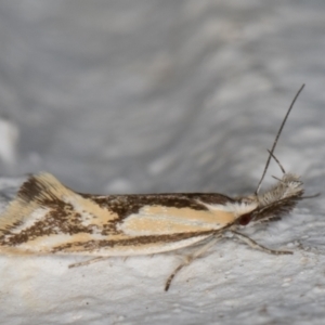 Thema macroscia at Melba, ACT - 8 Nov 2021 11:40 PM