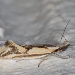 Thema macroscia (TBC) at suppressed by kasiaaus